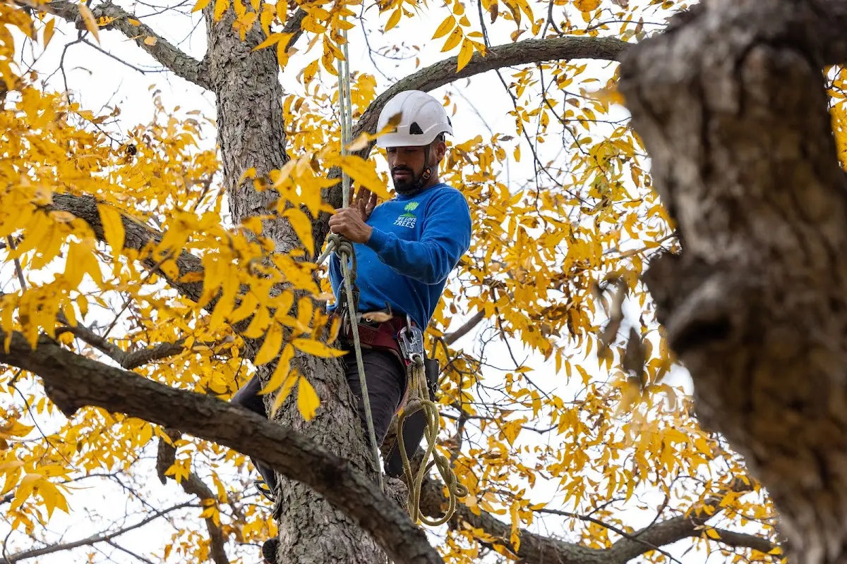Skilled Tree Pruning crew working in Kress