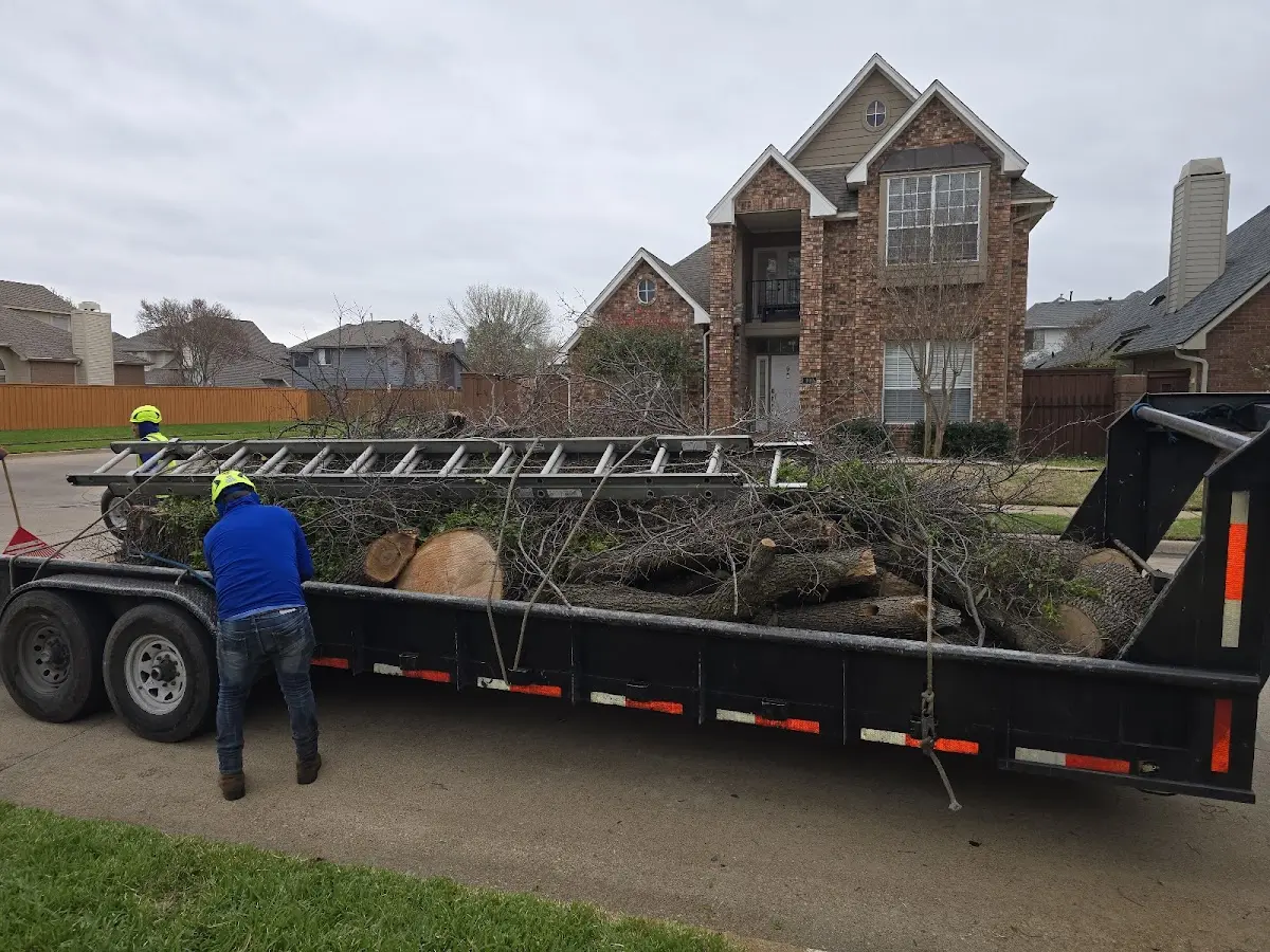 Expert Tree Removal with proper safety equipment in Kress